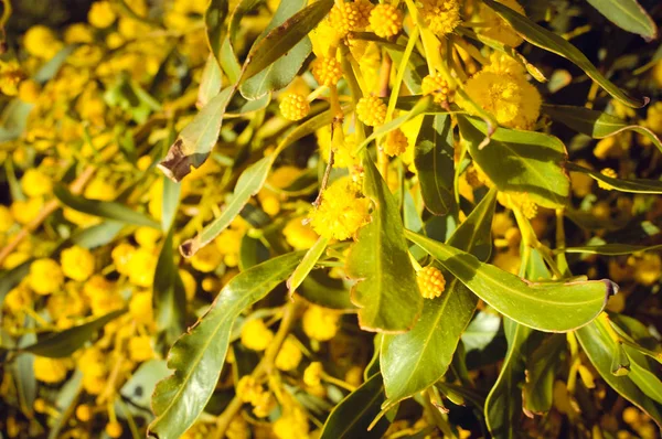 Detailní Záběr Přirozená Venku Zahradní Park Mimosa Žlutý Květ — Stock fotografie
