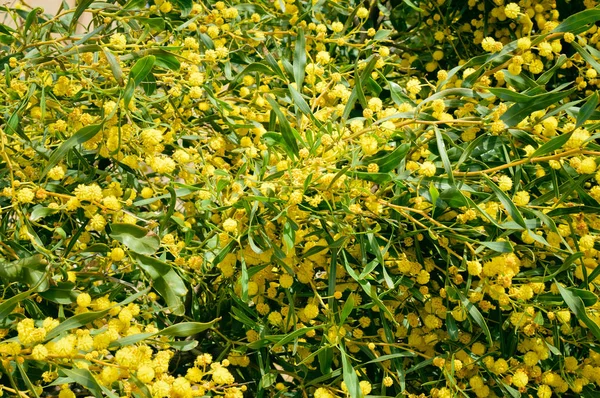 Mimosa Přírodní Žlutá Větev Detailní Pohled Radostný Obraz — Stock fotografie