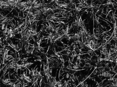 Doku ve arkaplan için siyah çimlerin görüntüsünü kapat. Üst makro görünüm