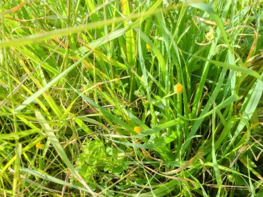 Doku ve arkaplan için yeşil çimlerin görüntüsünü kapat. Üst taraf makro görünümü