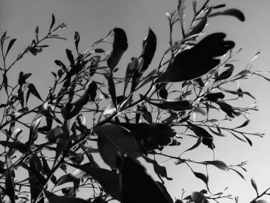 Doku ve arkaplan için siyah çimlerin görüntüsünü kapat. Üst makro kenar görünümü