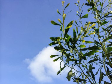 Doku ve arkaplan için yeşil çimlerin görüntüsünü kapat. Üst taraf makro görünümü