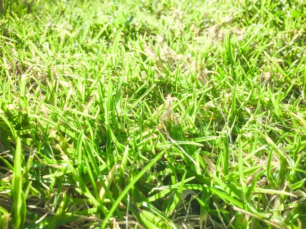 Nahaufnahme Von Grünem Gras Für Textur Und Hintergrund Makroansicht Von — Stockfoto