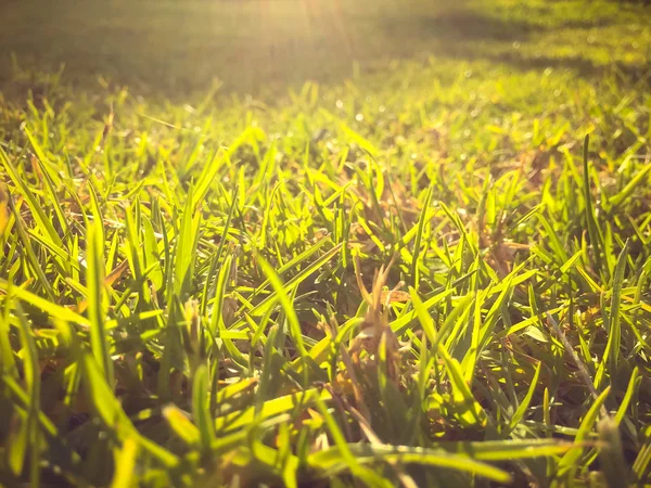 Nahaufnahme Von Grünem Gras Für Textur Und Hintergrund Makroansicht Von — Stockfoto
