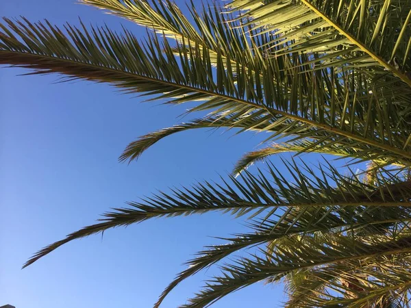 天然的绿色棕榈树和室外阳光充足的天空背景 假日旅行怀旧 — 图库照片