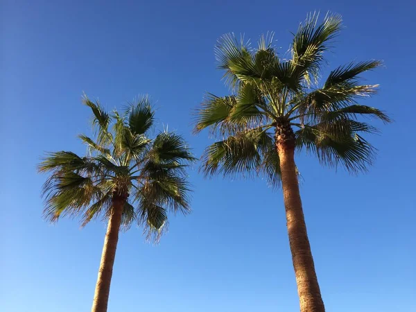 Natürliche Grüne Palme Und Sonniger Himmel Freien Hintergrund Urlaubsreise Nostalgie — Stockfoto