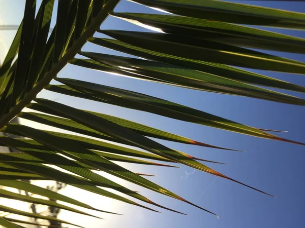 Liście Palmy Słoneczne Błękitne Niebo Zewnątrz Tła Urlop Wyobraźnia — Zdjęcie stockowe