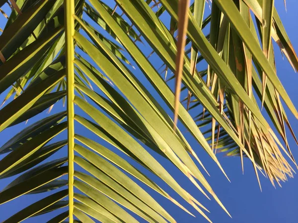 天然的绿色棕榈树和室外阳光充足的天空背景 假日旅行怀旧 — 图库照片
