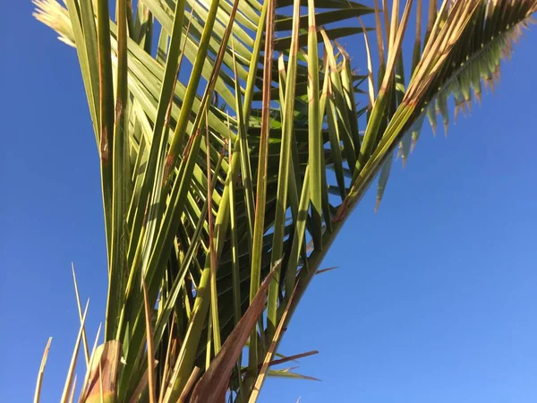 Natural Green Palm Tree Sunny Sky Outdoors Background Holiday Travel — 스톡 사진