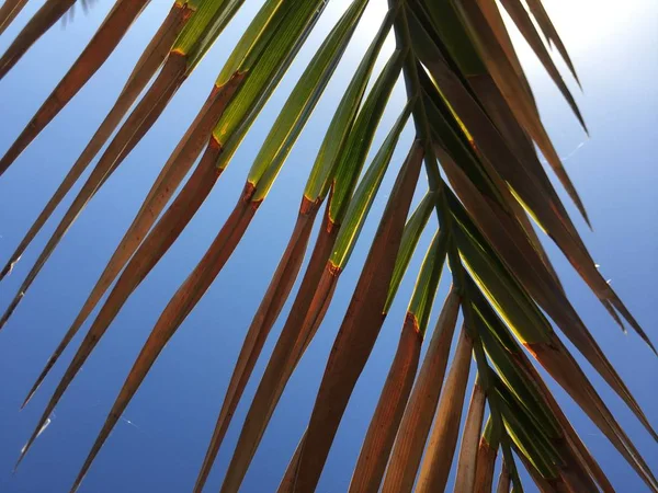 Natürliche Grüne Palme Und Sonniger Himmel Freien Hintergrund Urlaubsreise Nostalgie — Stockfoto