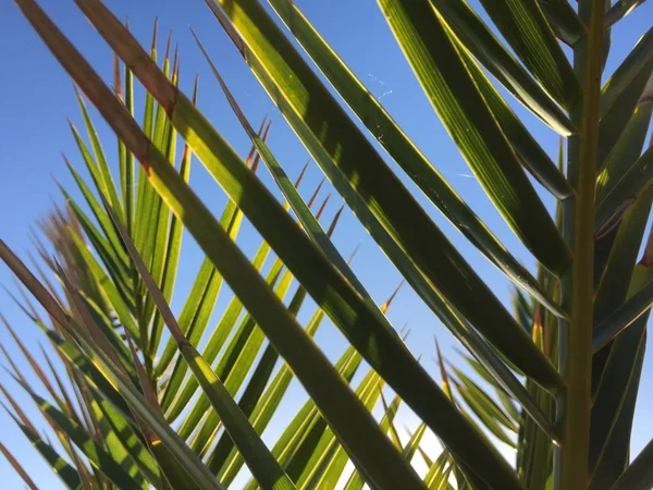 Натуральная Зеленая Пальма Солнечное Небо Снаружи Ностальгия Отпуску — стоковое фото