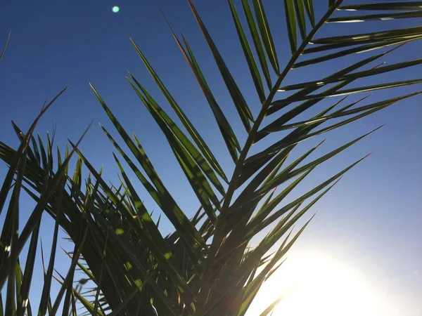 棕榈树叶子和阳光灿烂的蓝天室外背景 假日假期想象力 — 图库照片