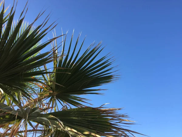 Натуральная Зеленая Пальма Солнечное Небо Снаружи Ностальгия Отпуску — стоковое фото