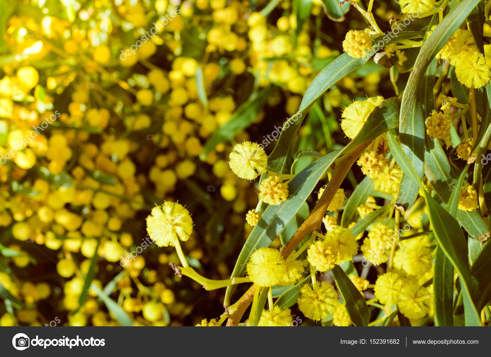 Nahaufnahme Auf Mimosen Gelben Blume Natürlichen Garten