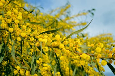 Closeup Mimoza sarı çiçek doğal açık havada bahçe park arka plan üzerinde