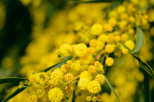 Închideți Ramurile Naturale Ale Florii Mimosa Fundal Galben Proaspăt — Fotografie, imagine de stoc