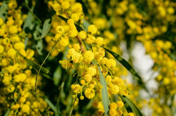 Closeup Acacia Žlutá Květina Přírodní Venku Zahrada Park Pozadí — Stock fotografie