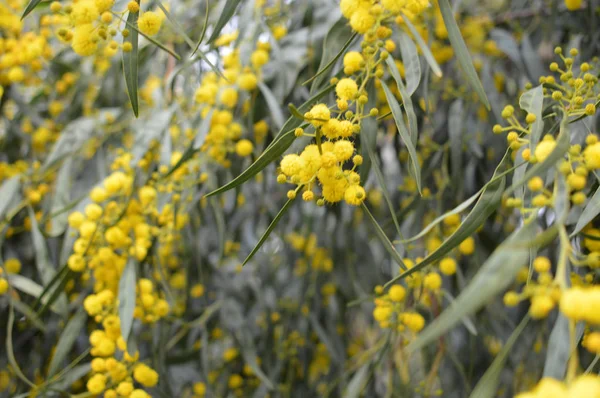 Closeup Acacia Žlutá Květina Přírodní Venku Zahrada Park Pozadí — Stock fotografie