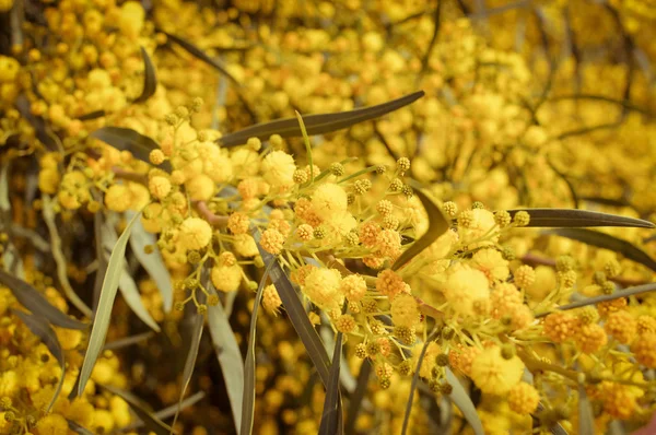 Closeup Acacia Flori Galbene Naturale Aer Liber Grădină Parc Fundal — Fotografie, imagine de stoc