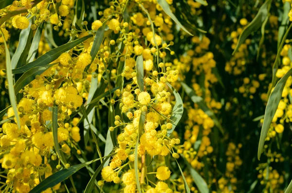 Primer Plano Sobre Ramas Naturales Mimosa Flor Fondo Amarillo Fresco —  Fotos de Stock