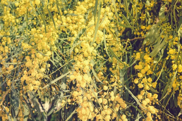 Primer Plano Sobre Ramas Naturales Mimosa Flor Fondo Amarillo Fresco — Foto de Stock