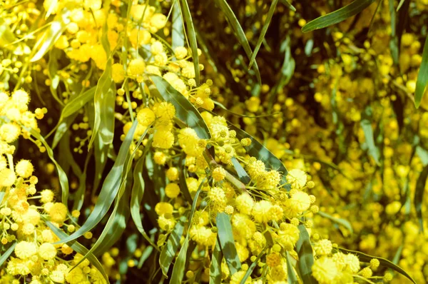 Closeup Mimosa Flori Galbene Naturale Aer Liber Grădină Parc Fundal — Fotografie, imagine de stoc