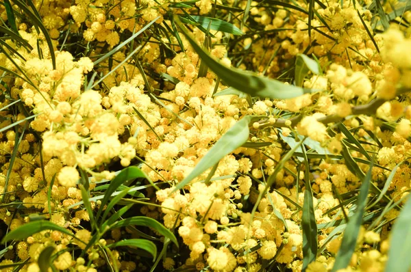 Primer Plano Sobre Mimosa Flor Amarilla Natural Aire Libre Jardín —  Fotos de Stock