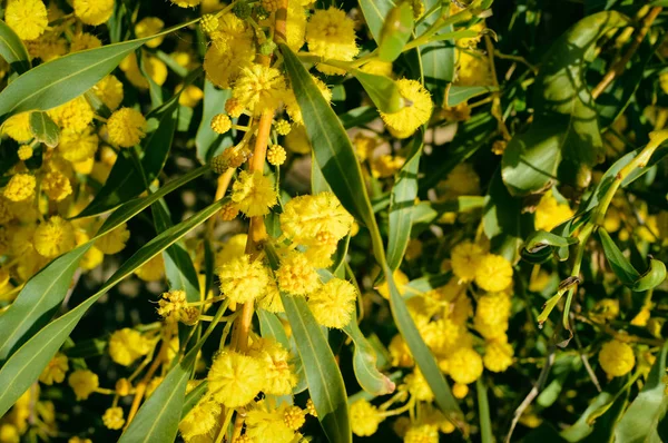 Closeup Mimosa Yellow Flower Natural Outdoors Garden Park Background — Stock Photo, Image