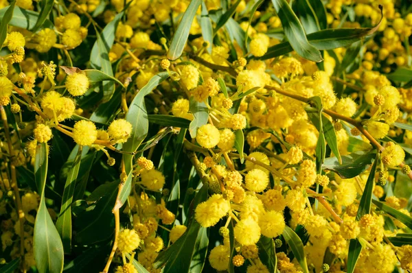 Zblízka Přírodní Větve Mimózy Květiny Čerstvé Žluté Pozadí — Stock fotografie