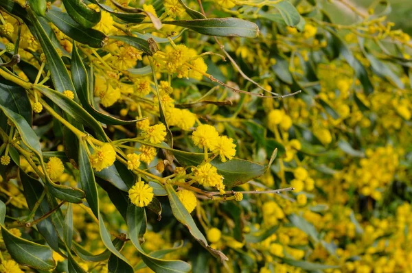 Mimosa Přírodní Žlutá Větev Detailní Pohled Radostný Obraz — Stock fotografie