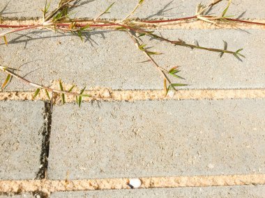 Doku closeup arka bina eski çimento yüzeyi kırık