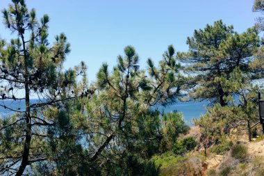 Yemyeşil ağaçlar ve parlak güneşli doğal mavi gökyüzü arka plan. Açık havada özgürlük rekreasyon faaliyetleri görüntüleyin