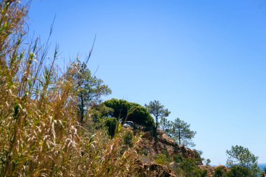 Yemyeşil ağaçlar ve parlak güneşli doğal mavi gökyüzü arka plan. Açık havada özgürlük rekreasyon faaliyetleri görüntüleyin