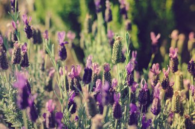 Doğal lavanta closeup arka plan açık havada gün batımında çalılar