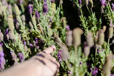 Lavanta çalılar güneşli açık havada arka plan üzerinde closeup fotoğraf.