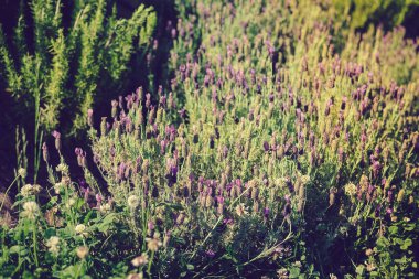 Güneşli bulanık aşk kalp sisli pencere yüzey arka plan üzerinde çizmek