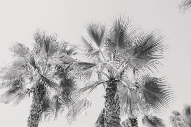 Güneşli gökyüzünde arka planda güzel palmiye ağaçları