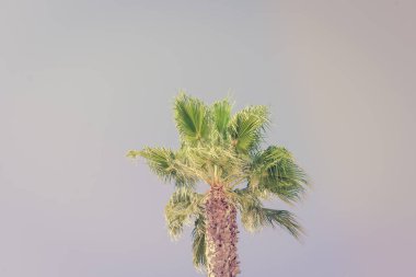 Mavi, güneşli arka planda güzel palmiye ağaçları