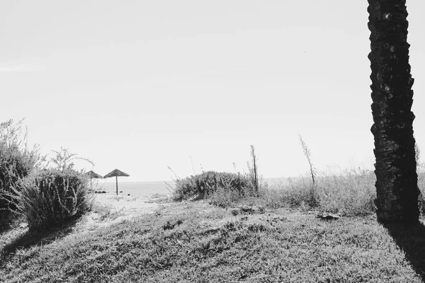 Tropik kumlu sahil ve açık havada güneşli gökyüzü okyanusunun siyah beyaz görüntüsü.