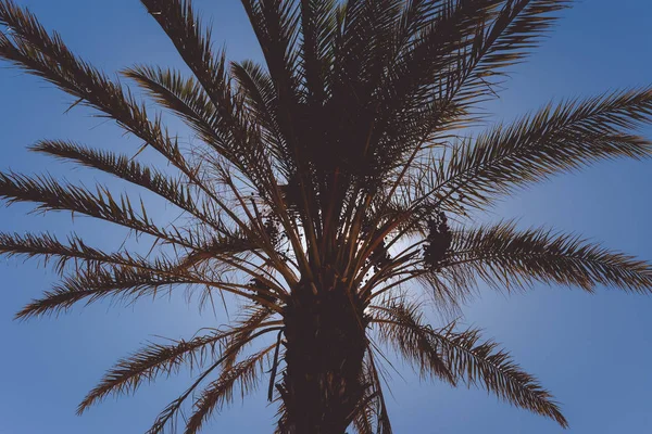 Güneşli gökyüzünde arka planda güzel palmiye ağaçları