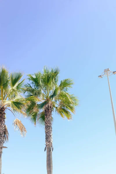 Prachtige Palmboom Blauwe Zonnige Lucht Achtergrond — Stockfoto