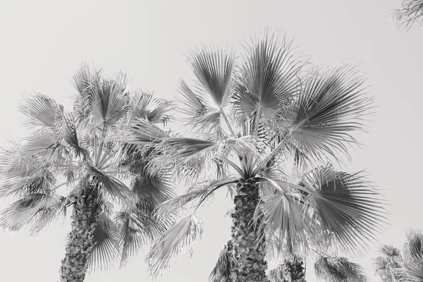 Güneşli gökyüzünde arka planda güzel palmiye ağaçları