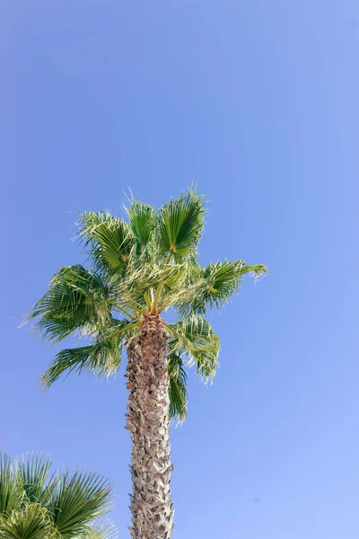 Пальмы Фоне Солнечного Неба — стоковое фото