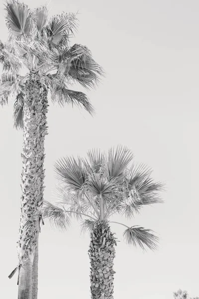 Black White Image Palm Tree Sky Outdoors Background — Stock Photo, Image