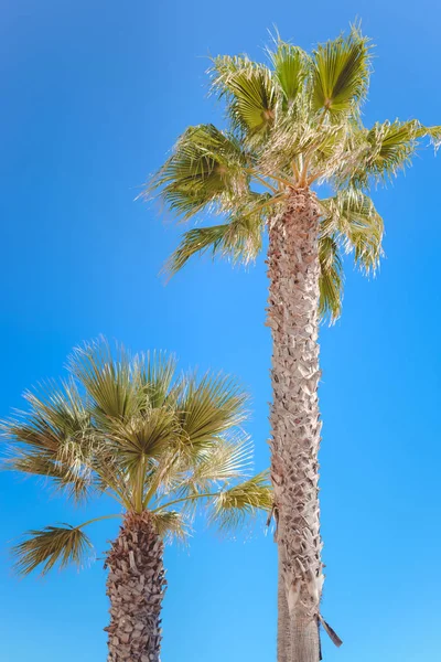 Prachtige Palmboom Blauwe Zonnige Lucht Achtergrond — Stockfoto