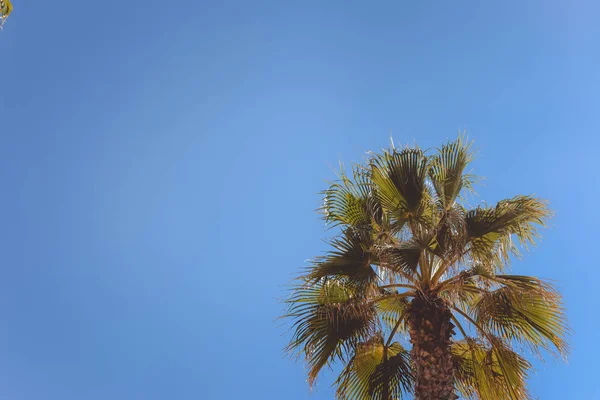 Пальмы Фоне Солнечного Неба — стоковое фото