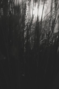 Doğal bulanık çayır ilkbahar veya yaz açık arka plan silueti. Vintage tarzı güneşli fotoğraf