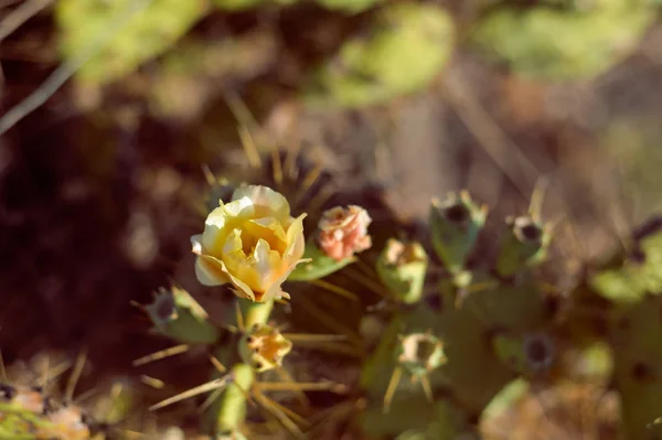 Nahaufnahme Blühender Kakteenblüten Sonniger Hintergrund Freien — Stockfoto