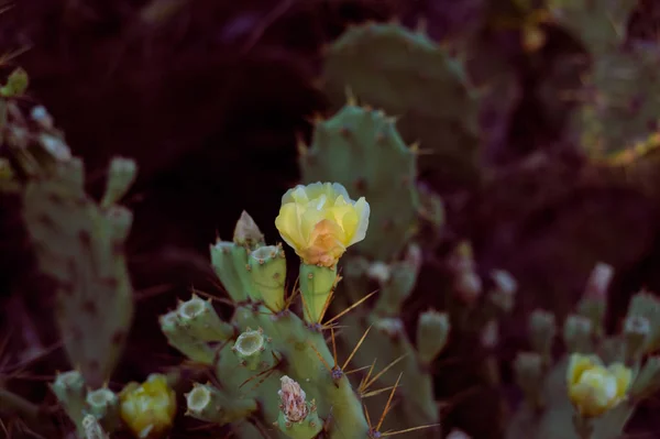 Крупним Планом Квітка Кактуса Сонячний Фон Відкритому Повітрі — стокове фото