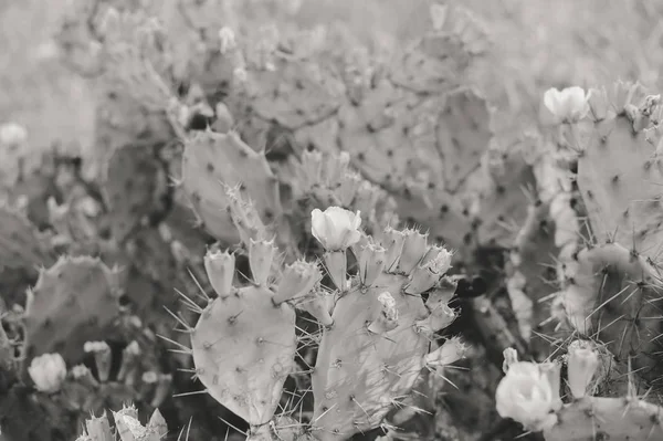 Kaktus Mit Blühenden Früchten Und Blumen Freien Hintergrund Nahaufnahme — Stockfoto